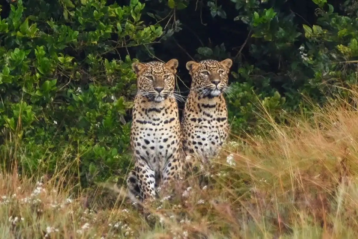 Horton Plains